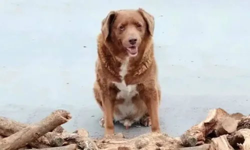 
				
					Cachorro mais velho do mundo faz 31 anos e ganha festa
				
				