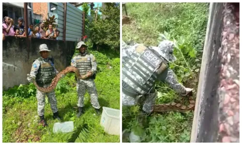 
				
					Jiboia com 25kg e 2,5 metros é resgatada no Lobato, em Salvador
				
				