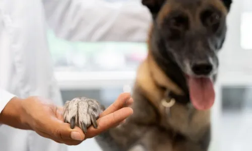 
				
					Doenças renais em pets: universidade faz ação no sábado (27)
				
				