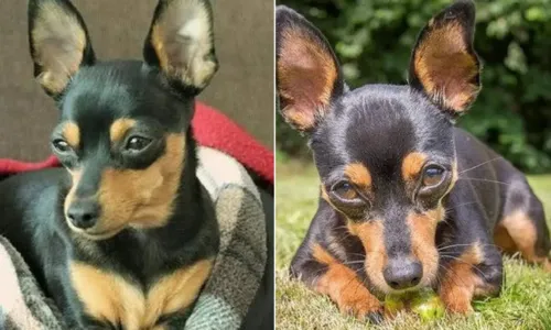 
				
					Pinscher morre após salvar 4 crianças de ataque de rottweiler
				
				