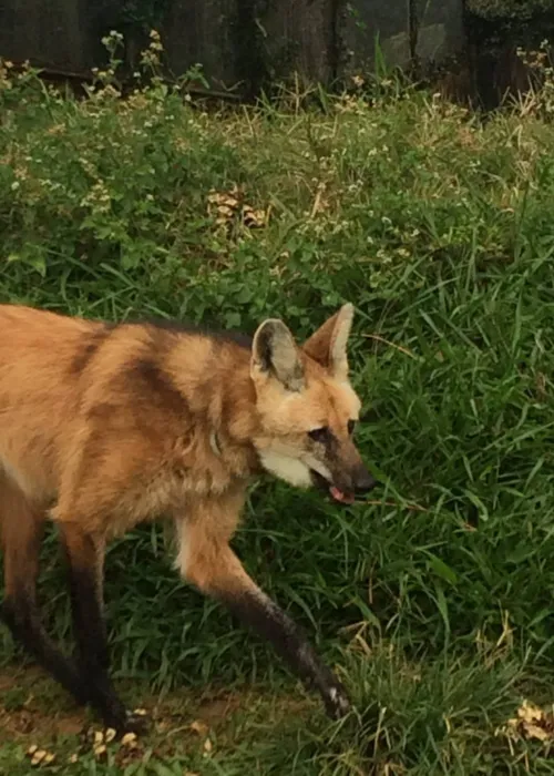 
				
					Projeto Zoo Noturno volta a acontecer no Zoológico de Salvador
				
				