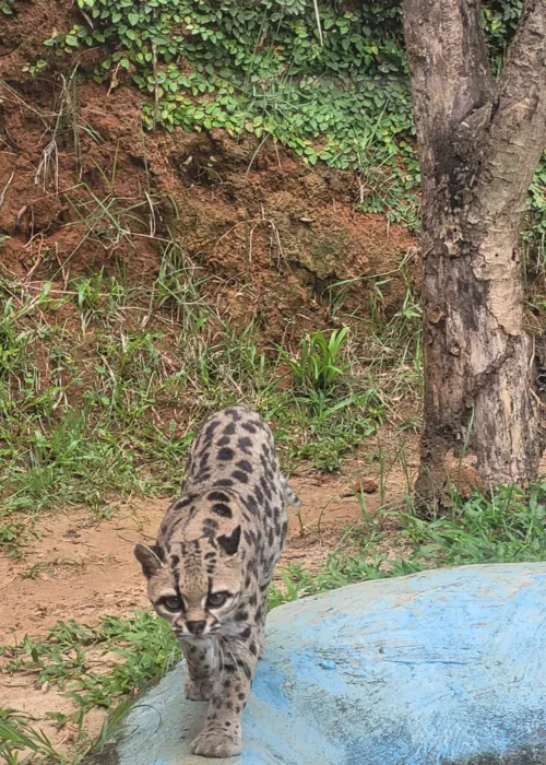 
				
					Projeto Zoo Noturno volta a acontecer no Zoológico de Salvador
				
				