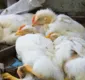 
                  Bahia decreta emergência zoosanitária para gripe aviária