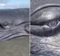 
                  Baleia encalha na Bahia e parece chorar em vídeo; entenda