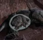 
                  Fóssil de feto de preguiça gigante é encontrado na Bahia