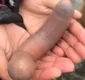 
                  Peixes-pênis de 25 cm surgem em praia da Argentina