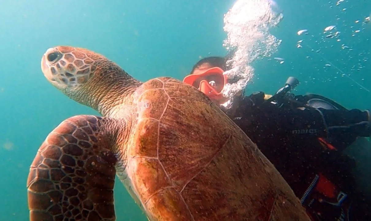 Aline Gama nadando com uma tartaruga no Porto da Barra