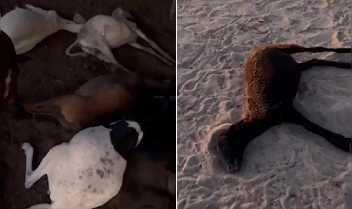 Mais de 40 ovelhas morrem na Bahia e criador suspeita de ração