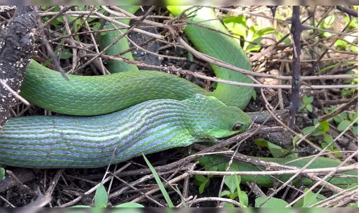 Cobra verde engole o anfíbio inteiro, ainda vivo, sem piedade