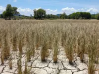 Bahia tem 123 cidades em situação de emergência por causa da seca