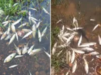 Dezenas de peixes são encontrados mortos no rio São Francisco
