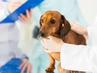 Diabetes: os pets também sofrem com a doença