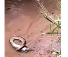 Tatu dorme no ponto e vira refeição de sucuri em vídeo inédito