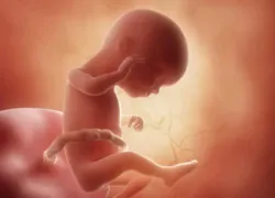16 semanas de gravidez: entenda como o bebê se desenvolve