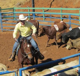 Bahia recebe nova edição de Ranch Sorting; saiba mais