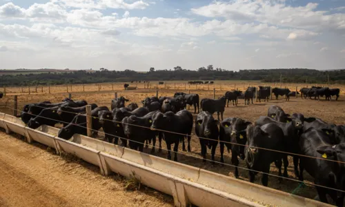 
				
					Abate de bovinos, suínos e frangos aumenta exponencialmente no Brasil
				
				