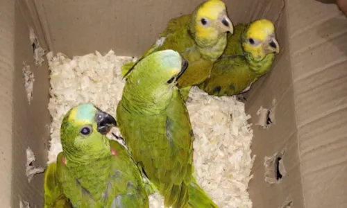
				
					Ação prende dois suspeitos e resgata 46 aves silvestres na Bahia
				
				