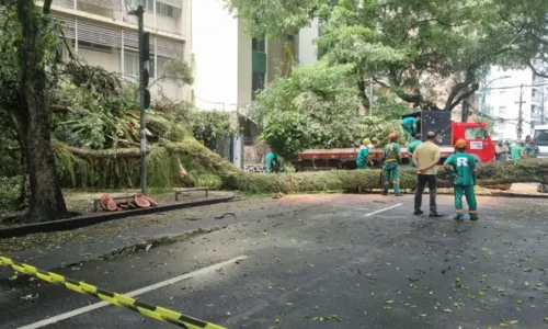 
				
					Árvore de grande porte cai e fica atravessada em bairro de Salvador
				
				