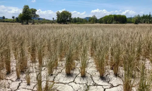 
				
					Bahia tem 123 cidades em situação de emergência por causa da seca
				
				