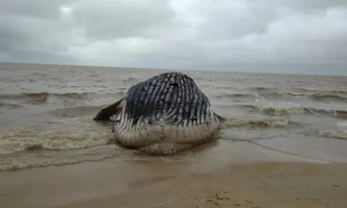 
				
					Baleia jubarte é encontrada encalhada em praia do sul da Bahia
				
				