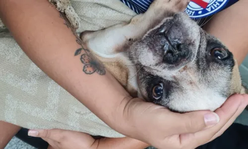 
				
					Bulldog abandonado é resgatado em apartamento no Garcia
				
				