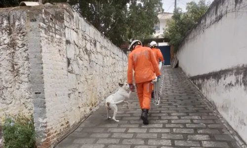 
				
					Cachorro é resgatado de telhado após expulsar invasor na Bahia
				
				