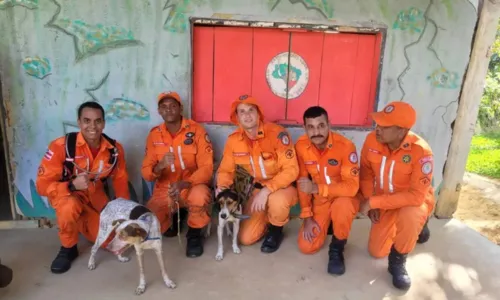 
				
					Cachorros perdidos em morro de 350 metros são resgatados por bombeiros na Bahia
				
				