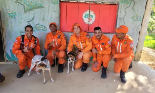 
				
					Cães são resgatados de queda de 350 metros após 10h de operação
				
				