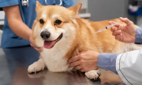 
				
					Campanha de Vacinação Antirrábica em Cães e Gatos segue nesse fim de semana
				
				