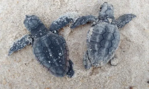 
				
					Cerca de 11 mil filhotes de tartarugas marinhas nascem na Bahia
				
				