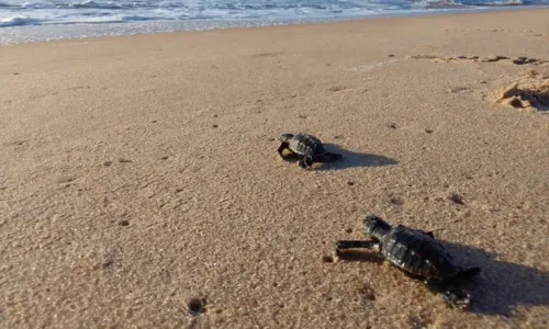 
				
					Cerca de 11 mil filhotes de tartarugas marinhas nascem na Bahia
				
				