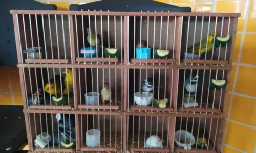 
				
					Cerca de 300 aves são resgatadas em cidade do norte da Bahia
				
				