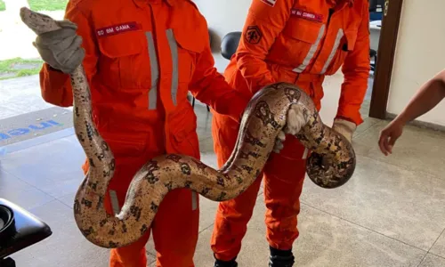 
				
					Cobra de 2 metros é resgatada próxima de estação de água em Juazeiro
				
				