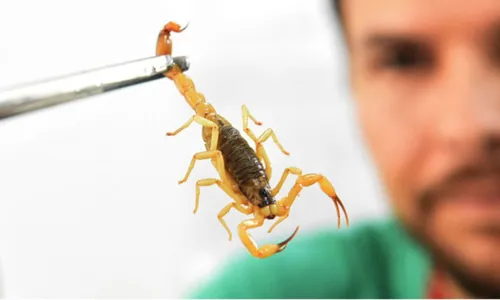 
				
					Escorpiões: bióloga indica cuidados para evitar acidentes em Salvador
				
				