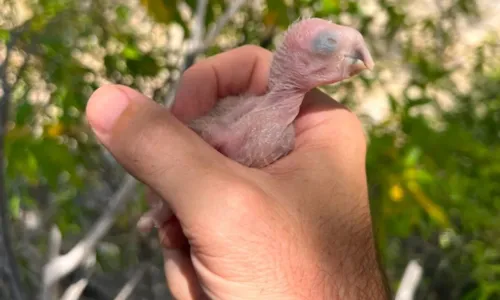 
				
					Filhotes de ararinhas-azuis nascem no sertão da Bahia após 37 anos
				
				