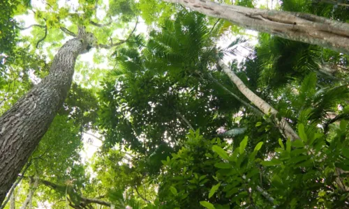 
				
					Governo lança plano de preservação de árvores em extinção na Bahia
				
				