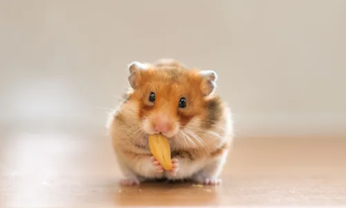 
				
					Hamsters: conheça as principais características dos roedores
				
				