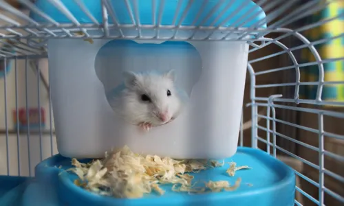 
				
					Hamsters: conheça as principais características dos roedores
				
				