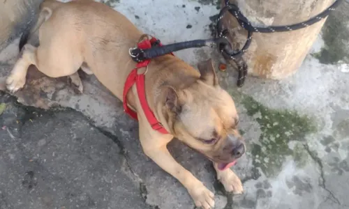
				
					Idosa é atacada e mordida por cachorro de vizinho em Salvador
				
				