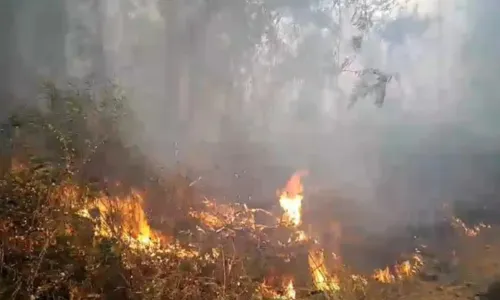 
				
					Incêndio atinge área de vegetação de terra indígena na Bahia há 3 dias
				
				