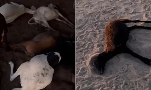 
				
					Mais de 40 ovelhas morrem na Bahia e criador suspeita de ração
				
				