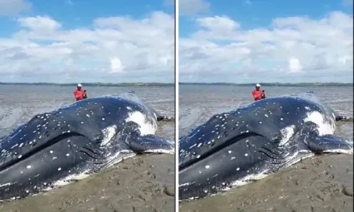 
				
					Outra baleia morre e número de encalhes chega a 8 na BA
				
				