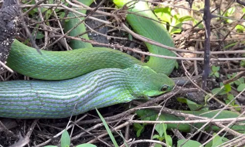
				
					Rã geme alto ao ser capturada e engolida viva por cobra verde
				
				