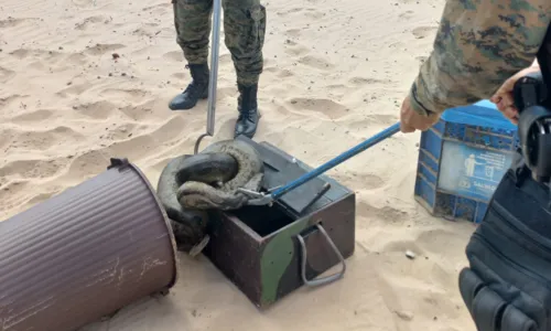 
				
					Vídeo: cobra é regatada após aparecer na praia de Piatã
				
				