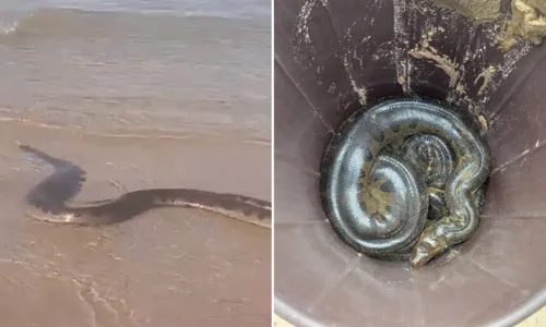 
				
					Vídeo: cobra é regatada após aparecer na praia de Piatã
				
				