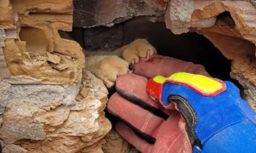 
				
					Vídeo: gato é resgatado após ficar preso entre muros em Jequié
				
				