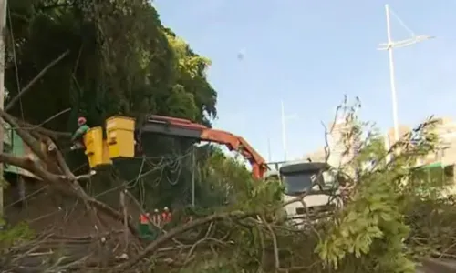 
				
					Após queda de árvore, Seman prevê liberação da Av. ACM às 12h
				
				