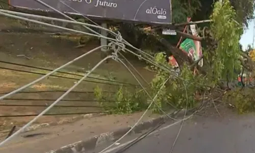 
				
					Árvore é retirada da AV. ACM, mas pista segue com faixa interditada
				
				