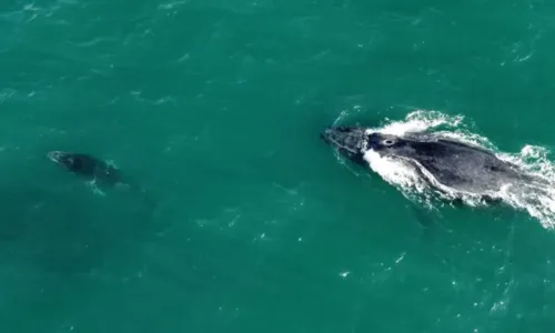 
				
					Baleia e filhote são vistas na região de Itapuã, em Salvador; veja fotos
				
				