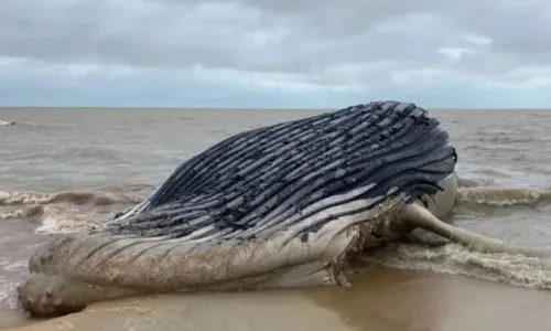 
				
					Baleia jubarte é encontrada encalhada em praia do sul da Bahia
				
				